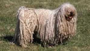 Trpaslík poodle: popis plemena s fotografiou, starostlivosťou a obsahom